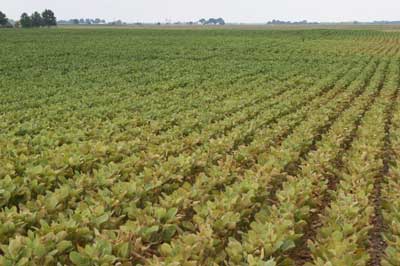 SAP-FEEDING PESTS MAY BENEFIT FROM HOT WEATHER